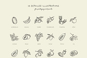 FRUITS line art illustrations, a Food Illustration by Crocus Paperi (Thumbnail 4 of 5)