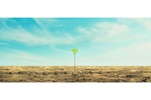 Single green sprout in barren desert, a Nature Photo by piter.goskov