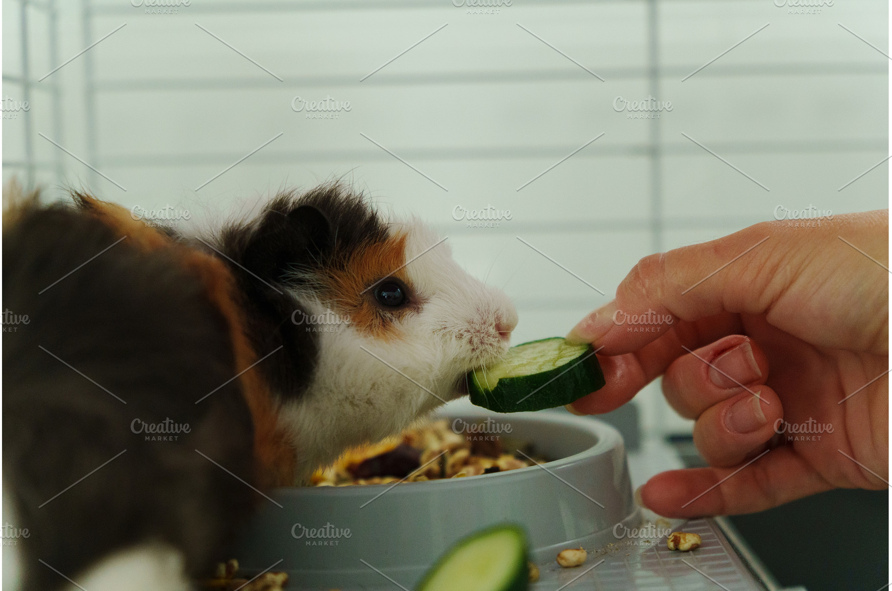 In a cozy corner, a curious guinea, an Animal Photo by darksoul72