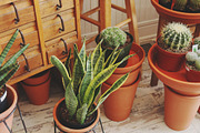 Retreat | Botanical Stock Photo Bund, a Nature Photo by MDSN Design (Thumbnail 8 of 16)