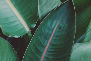 Minimalist Tropical Leaf Portrait, a Nature Photo by René Jordaan Photography