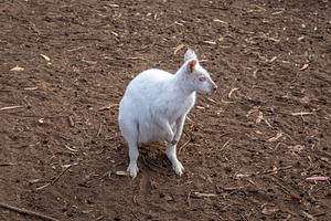 Albino white wallaby standing on dirt ground in Kangaroo Island,, an Animal Photo by GoodGoods