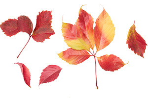 Fallen leaves of maidenhair vine, red and yellow shades, jagged, a Nature Photo by ndanko