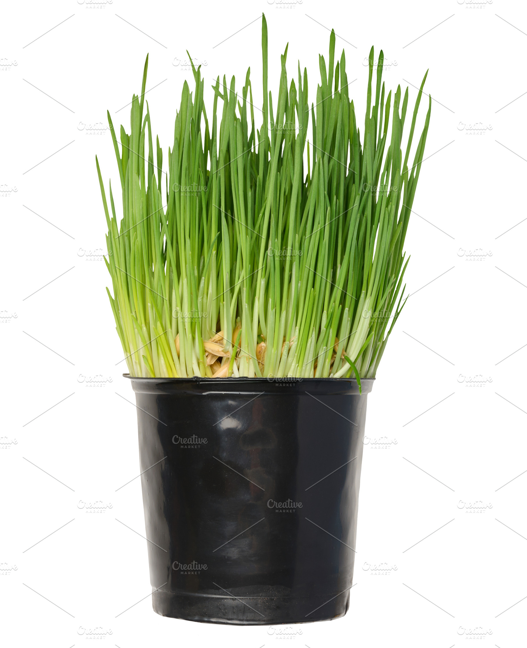 Fresh, green wheatgrass growing in a black plastic pot, isolated, a Nature Photo by ndanko