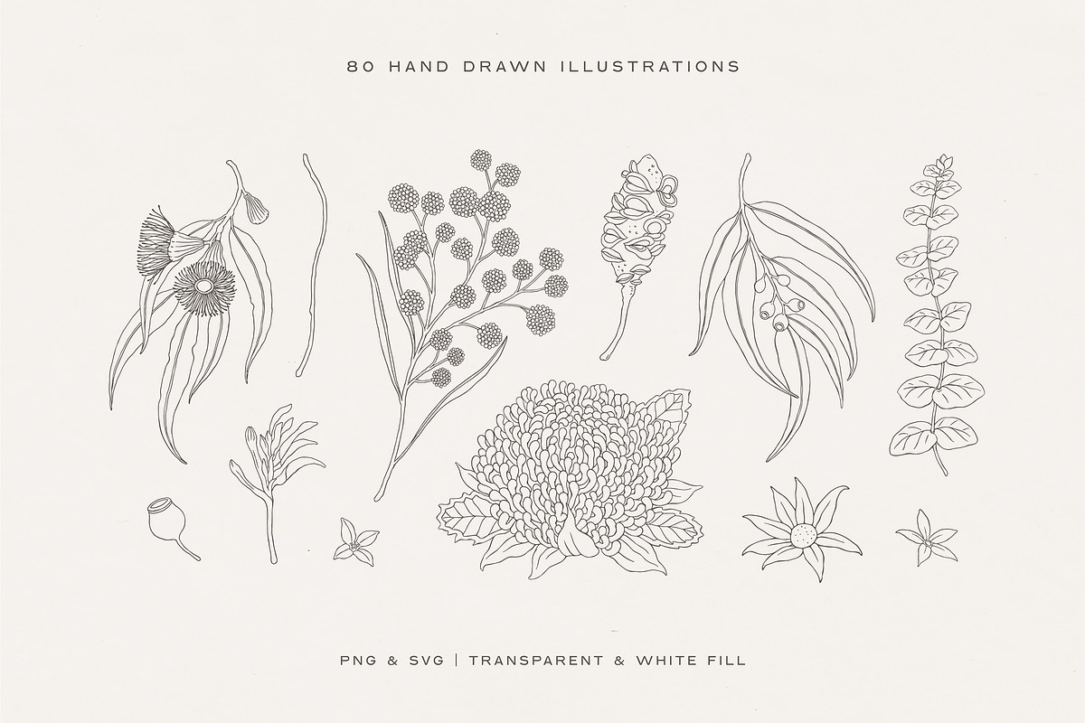 Australian Botanical Illustrations, a Decorative Illustration by rouxsupplyco (Photo 2 of 13)