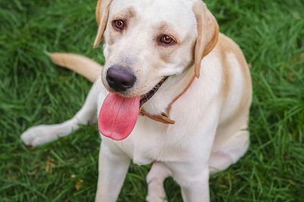 dog labrador retriever fawn color in, an Animal Photo by AlexBush