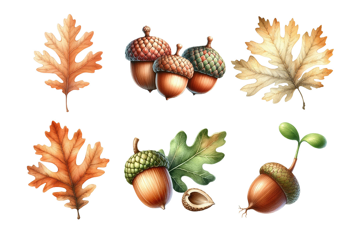 Acorns & Oak Leaves Clipart, an Illustration by Daily.Designs (Photo 2 of 5)