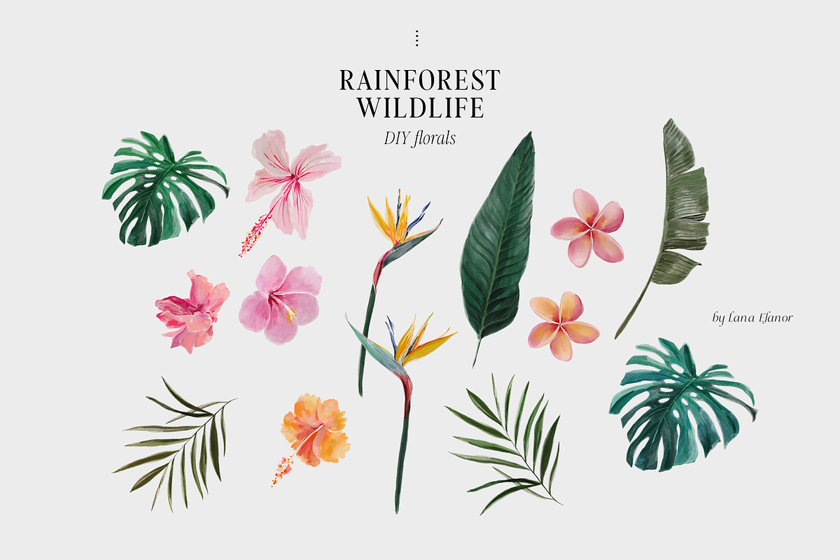 COSTA RICA — jungle animals, an Animal Illustration by Lana Elanor (Photo 7 of 11)