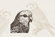 260 Birds Illustrations, an Animal Illustration by Nocturnal Wolf (Thumbnail 11 of 13)