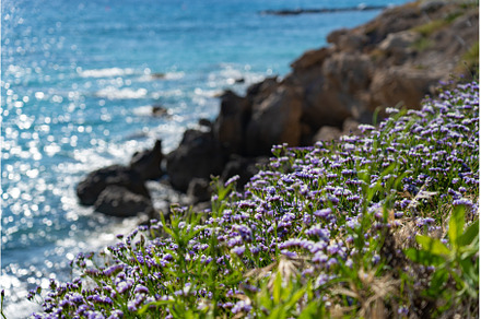 Limonium sinuatum winged, a Nature Photo by fotoliza
