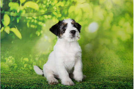 Jack Russell Terrier puppy broken, an Animal Photo by COLORFUL
