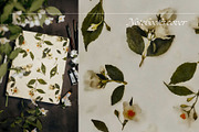 Pattern Mock Orange Blooms, a Pattern Graphic by MouseGrey (Thumbnail 2 of 6)