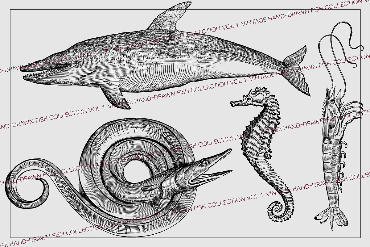 Vintage Fish Collection - vol1, an Animal Illustration by Leitmotif (Photo 4 of 4)