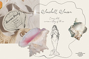 Seashell Season – Coastal Pack, an Object Graphic by Purple (Thumbnail 4 of 12)