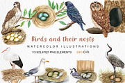 Watercolor Birds and their Nests PNG, an Illustration by svetodesign (Thumbnail 1 of 4)