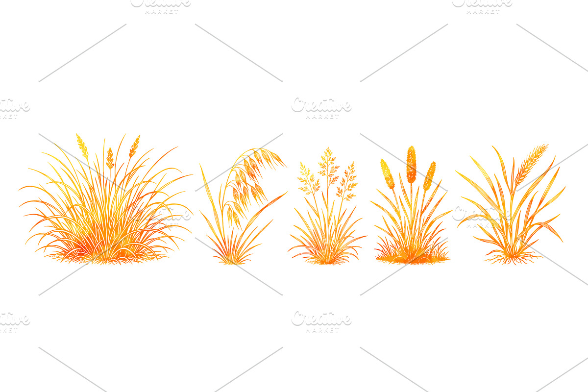 Set Yellow wheat objects. Hand drawn, a Food Illustration by Nenahliadava Design