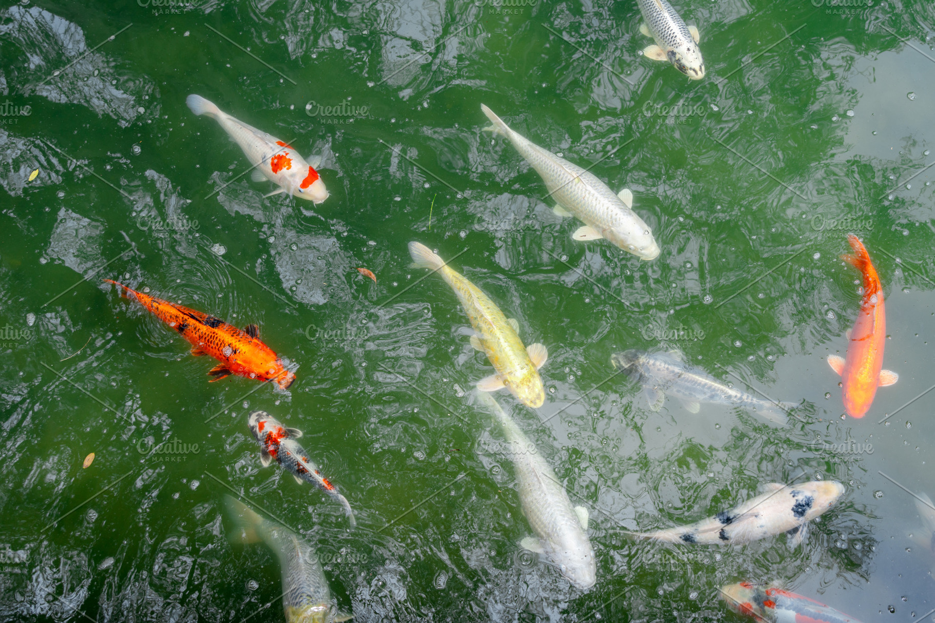 Colorful koi fish in the pond of Hiroshima Castle, Japan, an Animal Photo by GoodGoods