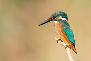 Common kingfisher alcedo atthis containing common, kingfisher, and alcedo