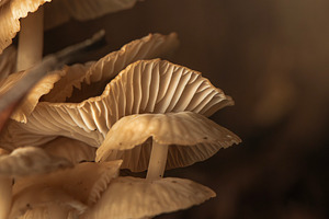 Gymnopus Mushrooms, a Nature Photo by Rob D Animal Photography