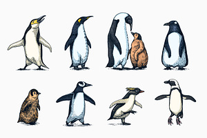 Penguin set. Northern animals draw