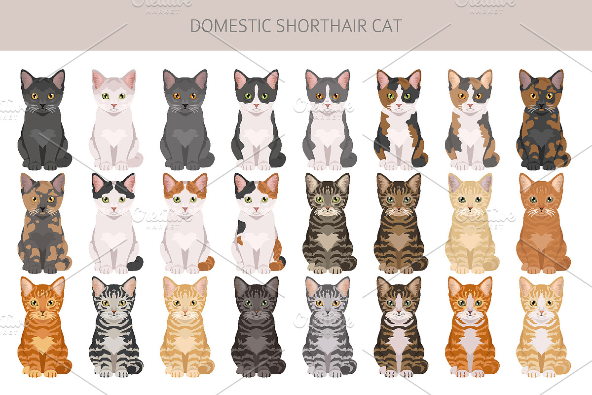 Domestic shorthair cat, an Animal Illustration by pet design shop (Photo 4 of 6)