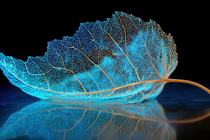 Glowing leaf skeleton nature beauty, a Photo by Pixeness Studio