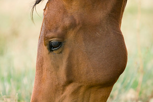 Grazing Horse, an Animal Photo by THP Creative