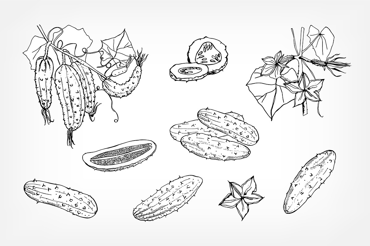 Different cucumbers, hand-drawn set, a Food Illustration by Good Studio (Photo 3 of 5)