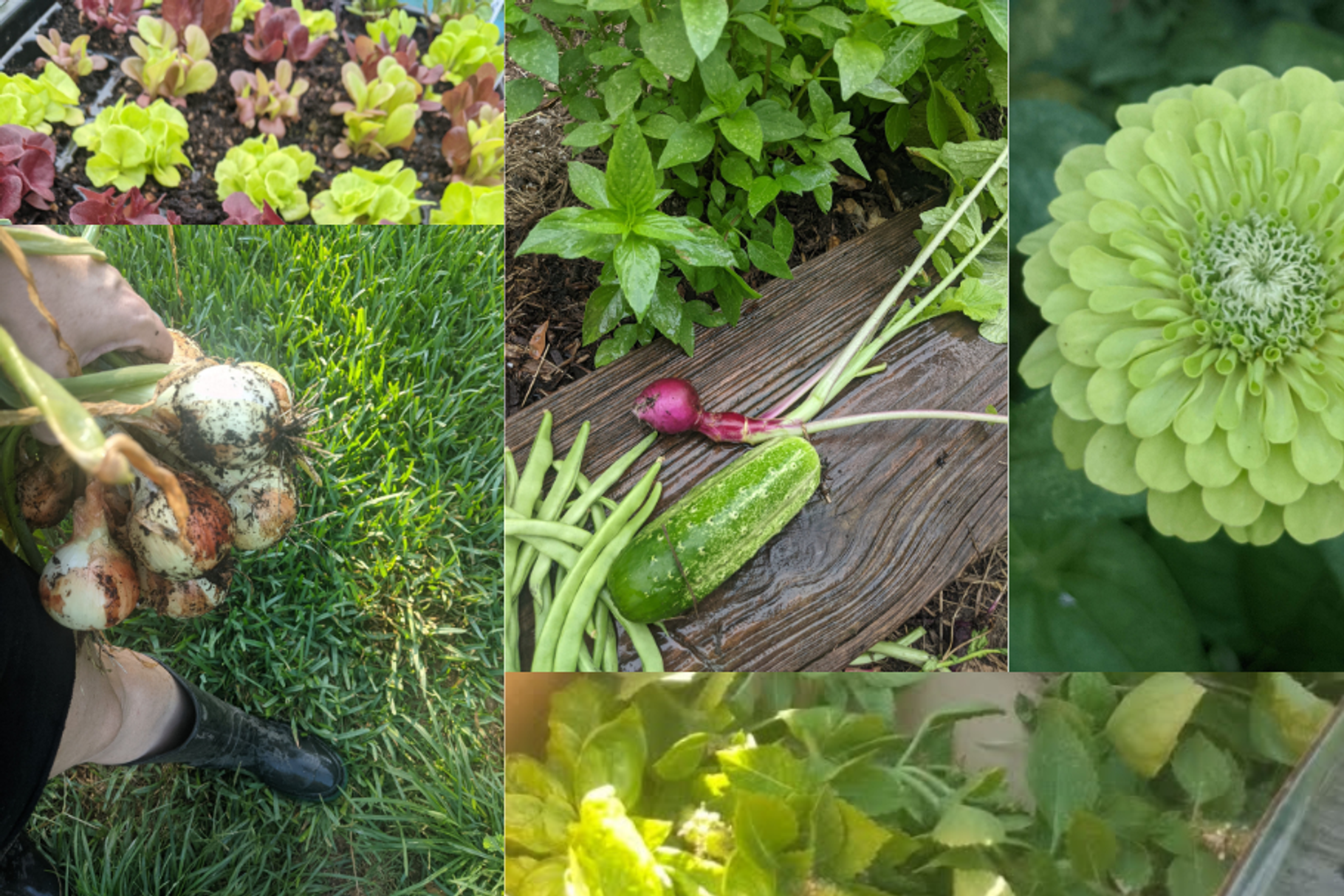 Gardening & Harvest Stock Photos, a Nature Photo by FiberMaiden