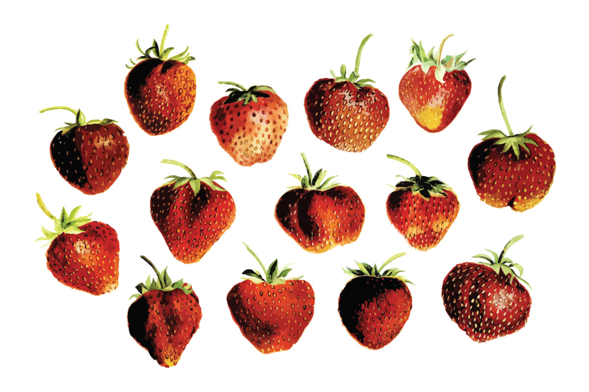 Vector Strawberry Illustration Pack, a Food Illustration by Theresa Barba