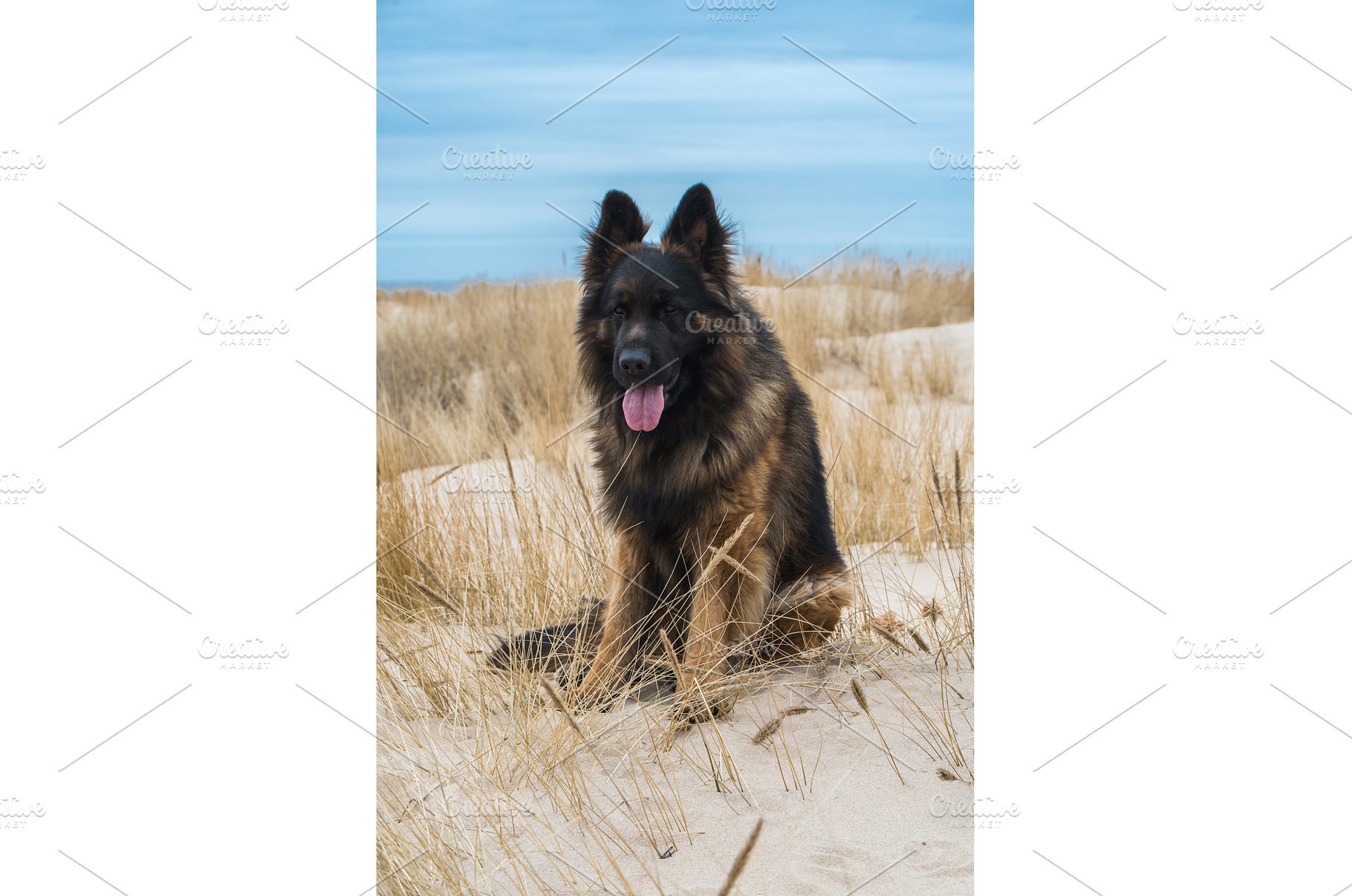 German Shepherd Dog on the beach at, an Animal Photo by COLORFUL