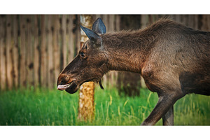 Moose Grazing in Lush Green Grass, an Animal Photo by Our Amazing World