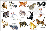 Pedigree Cats Watercolor Set, an Animal Illustration by FineArt (Thumbnail 3 of 9)