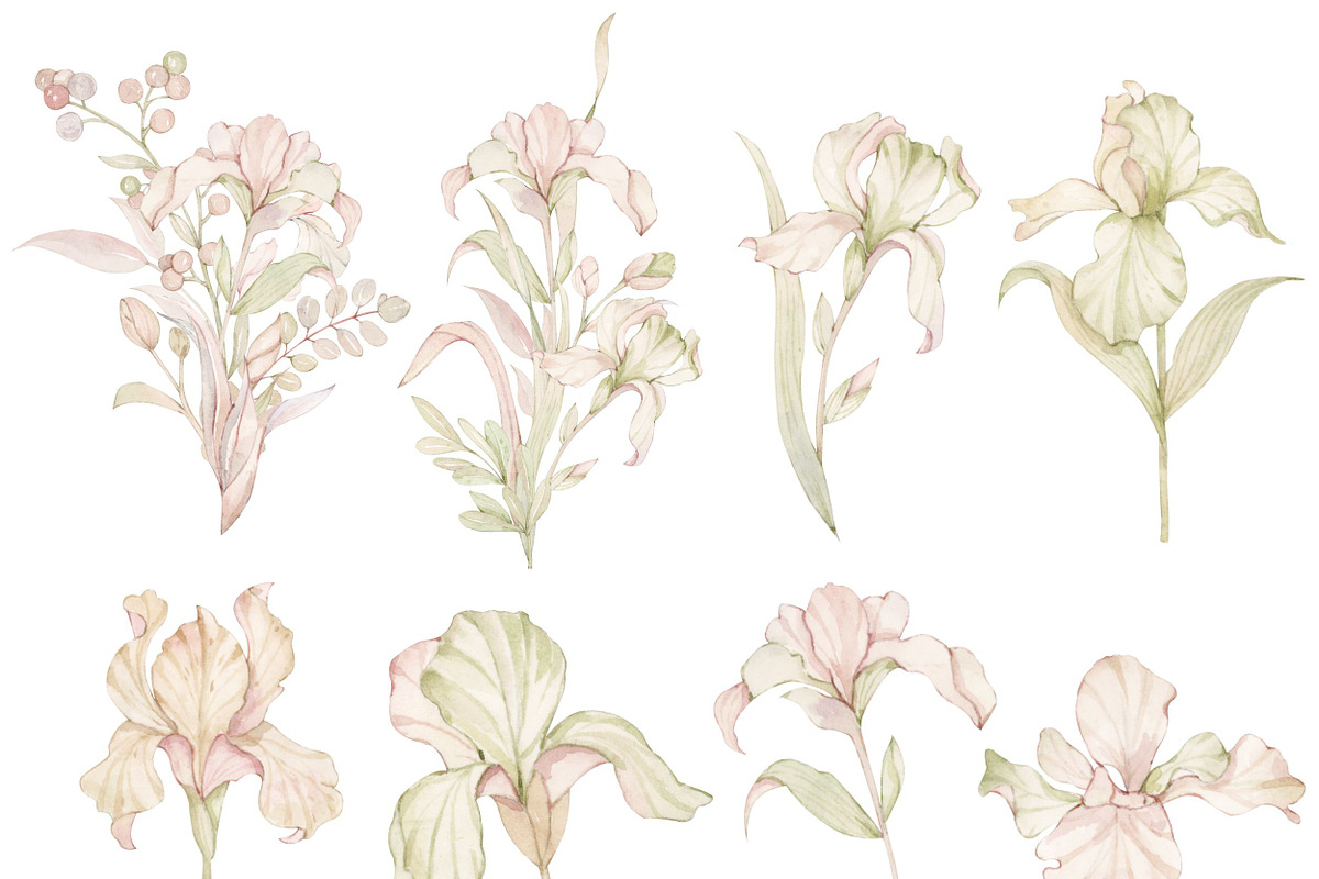 Watercolor Pink Iris Clipart, a Decorative Illustration by ArtbyHien (Photo 4 of 6)