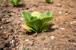 Young Lettuce Plant Growing in Soil, a Nature Photo by etorres69