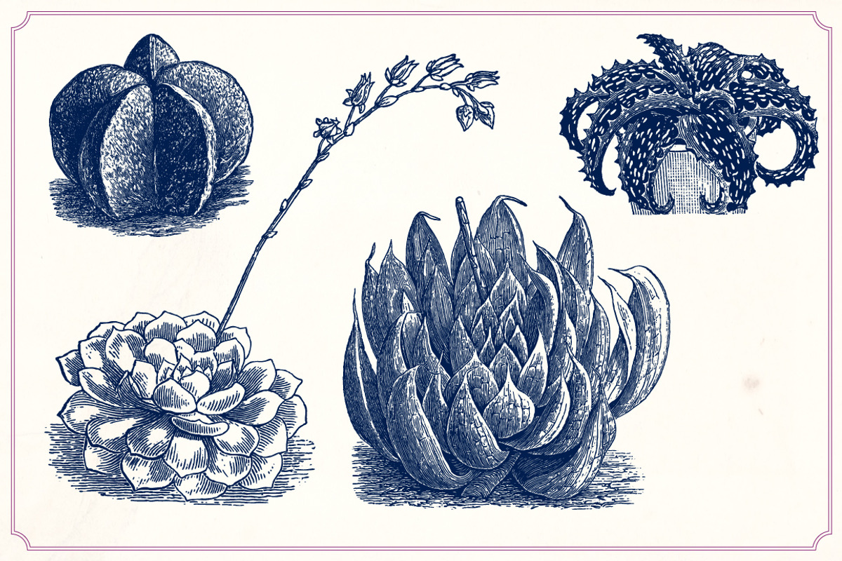 Vintage Cacti and Succulents, an Object Illustration by Mr Vintage (Photo 9 of 11)