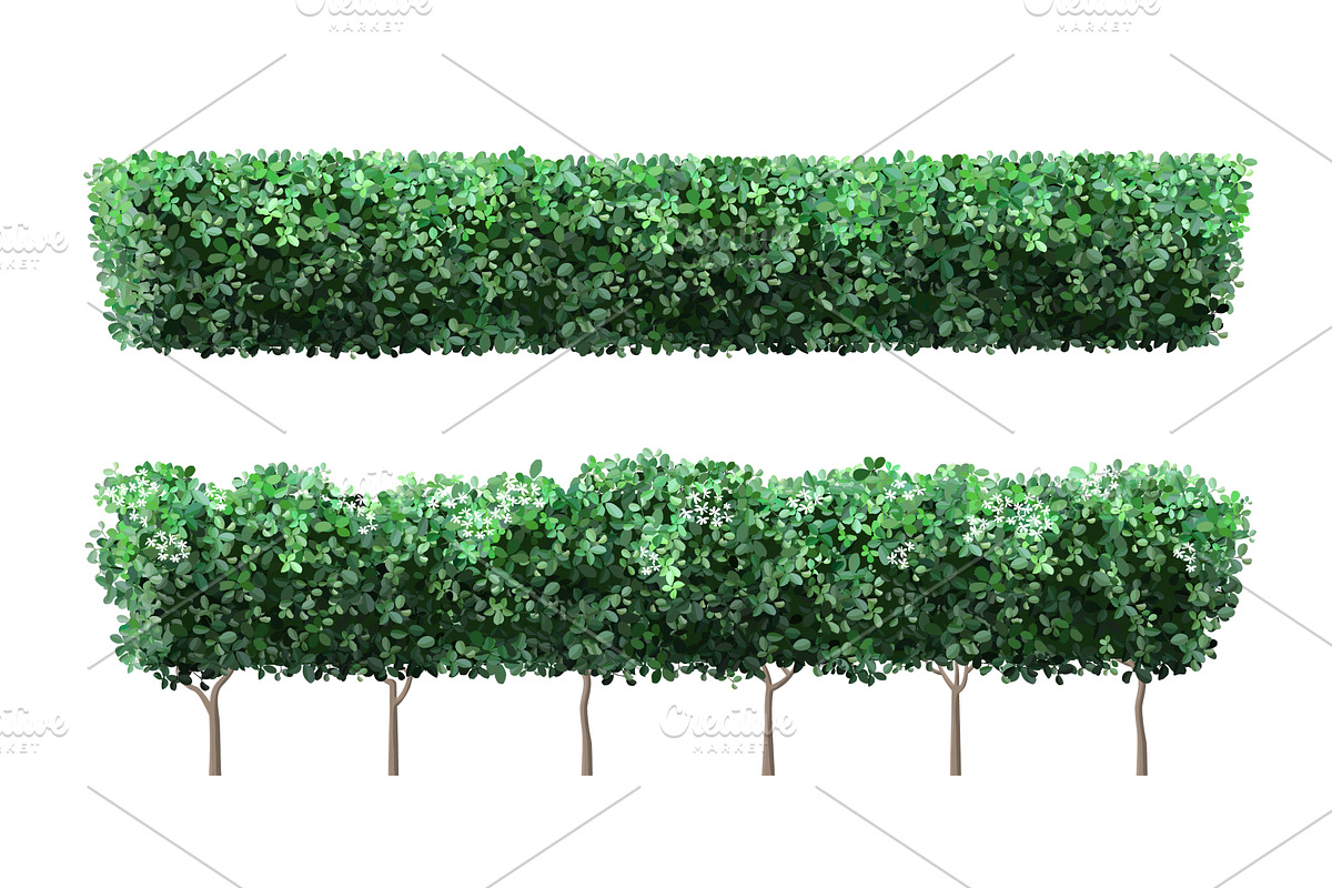 Realistic garden plant fence. Nature, a Decorative Illustration by winwin.art