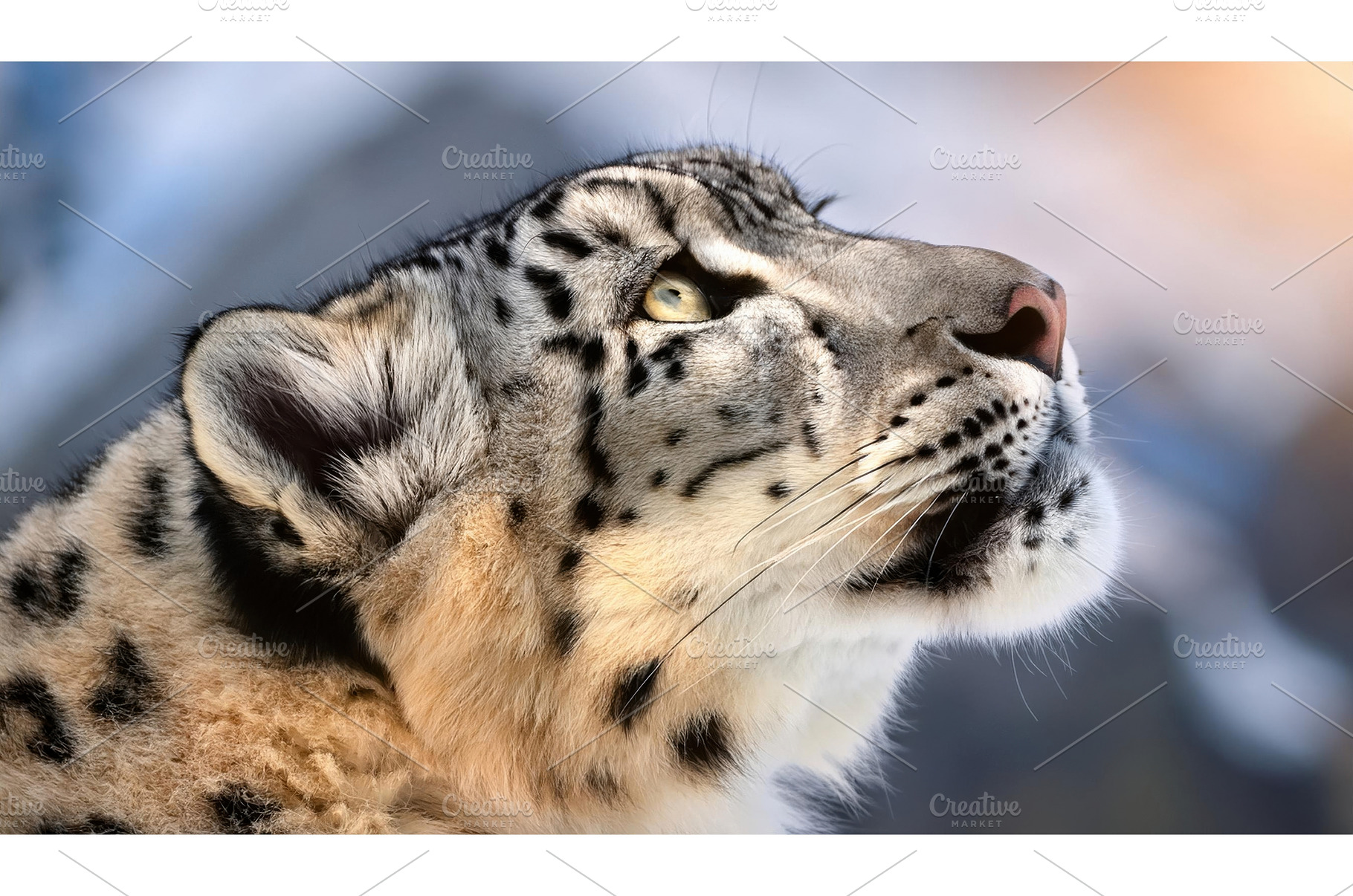 Snow leopard gazes upward, an Animal Photo by Igor Tichonow