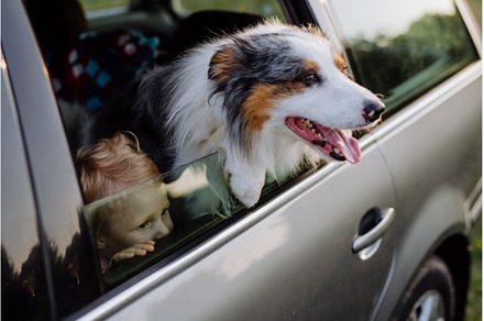 Little girl and her dog sitting in a, an Animal Photo by HalfPoint