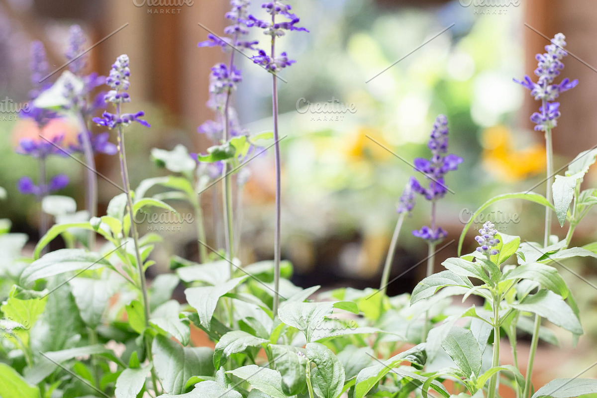 Herbalism Stock Photo Bundle, a Health & Medical Photo by Wellness Stock Market (Photo 5 of 16)