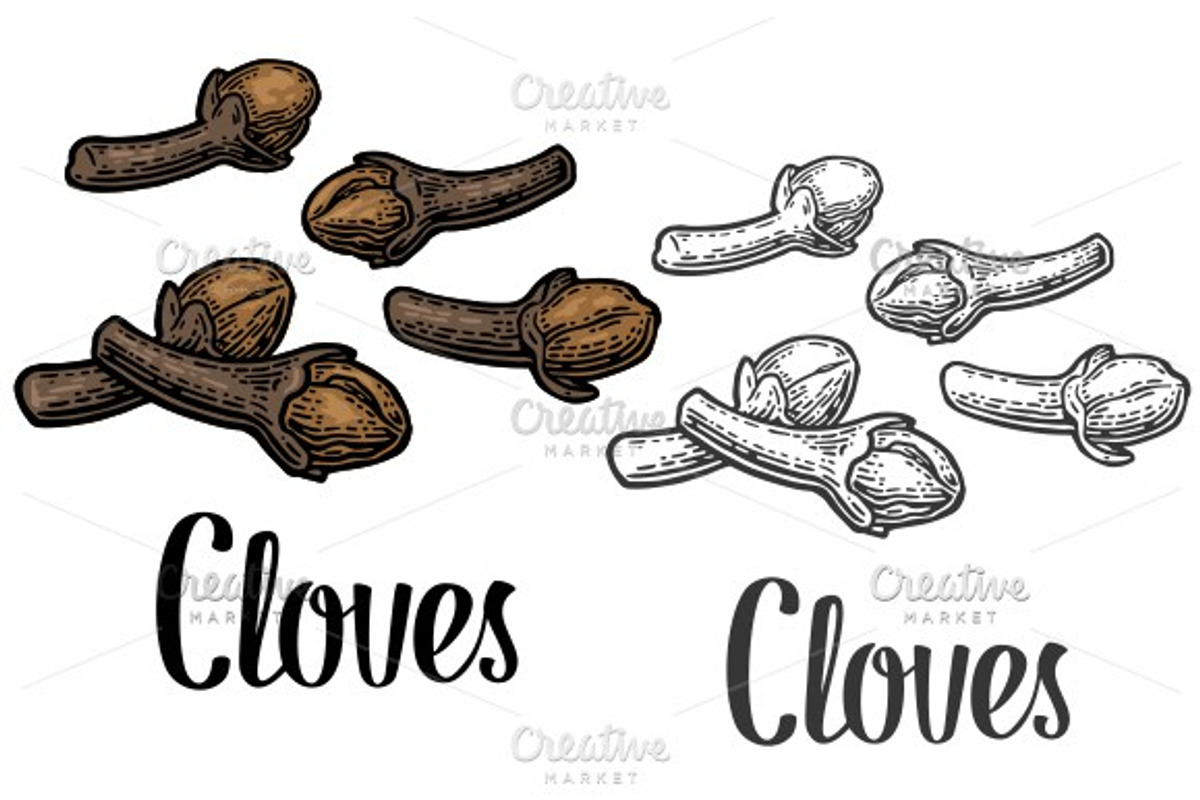 Cloves vintage engrave, a Decorative Illustration by MoreVector