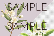 Lemon Myrtle Australian Clipart, a Decorative Illustration by Pawcasso's Portraits (Thumbnail 4 of 6)