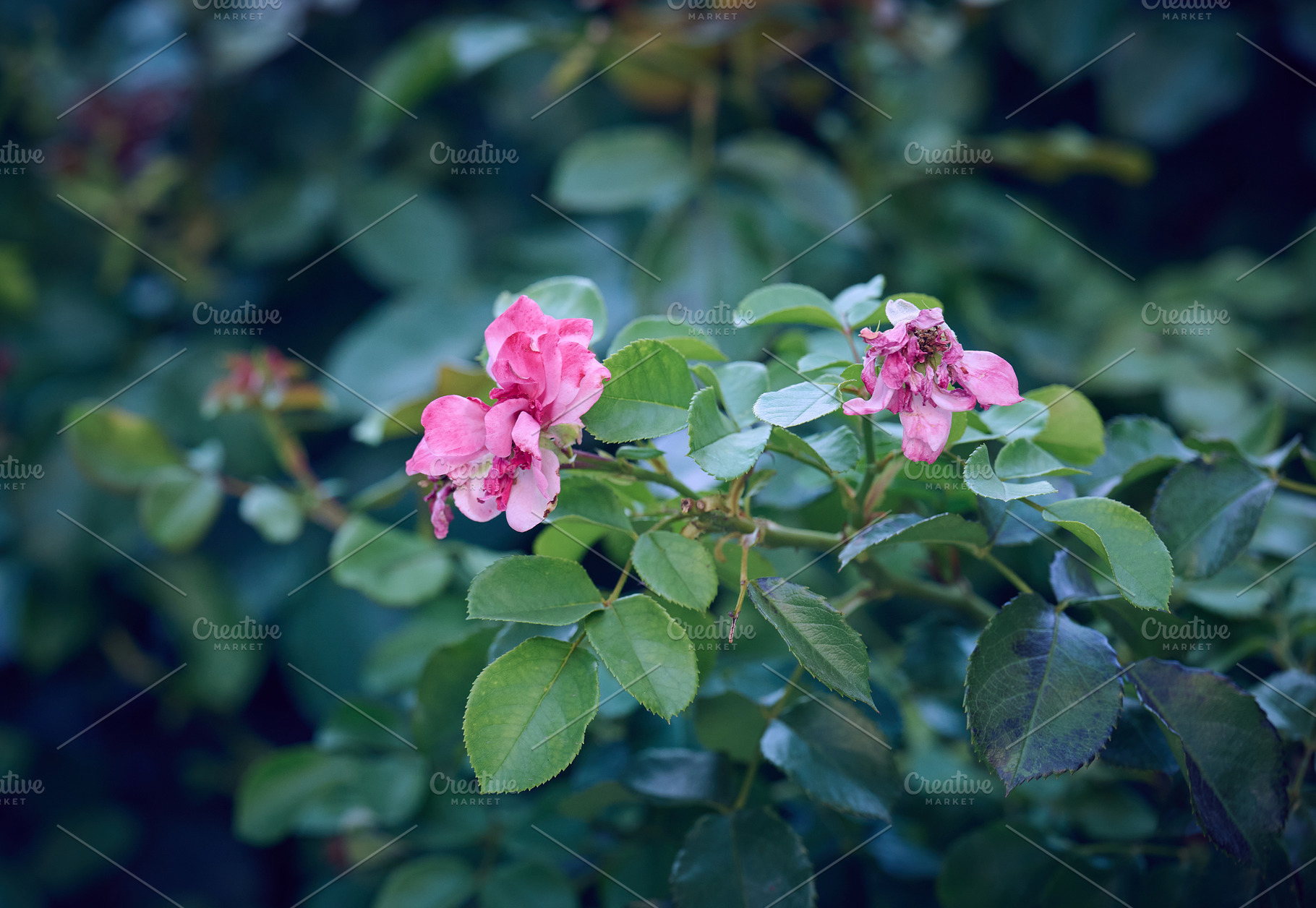 Growing rose bush with pink flowers and green leaves, a Nature Photo by ndanko