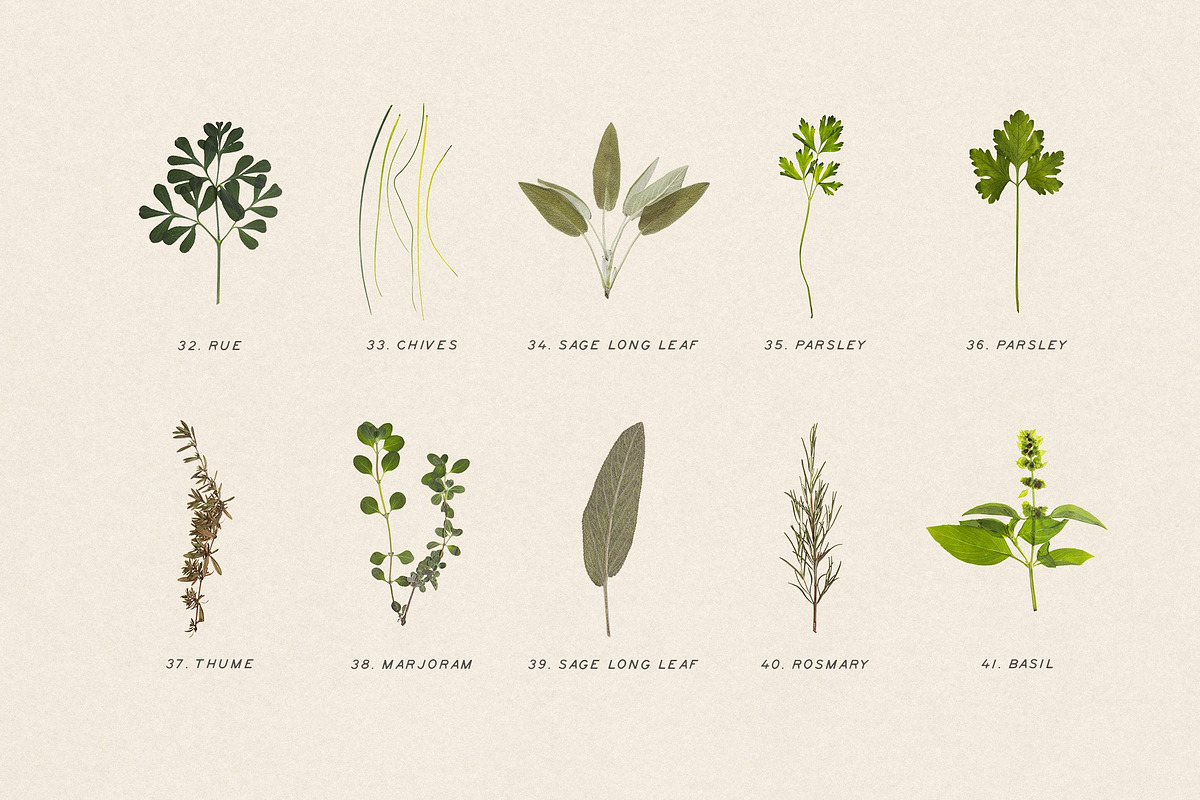 BUNDLE - Dry Flowers & Leaves, an Object Graphic by Sparrow & Snow (Photo 12 of 28)
