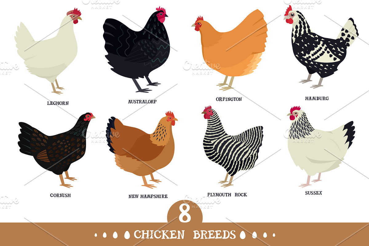Chicken Breeds, a Food Illustration by Nenilkime