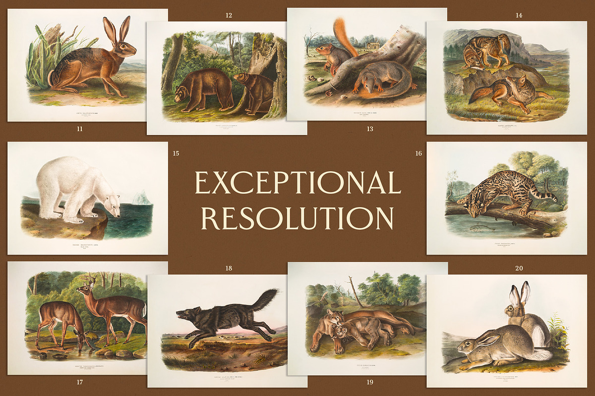 25 Vintage Mammal Prints by Audubon, an Animal Illustration by The Object Atlas (Photo 6 of 10)