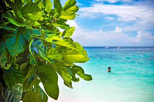 Leaves and Beach, a Nature Photo by THP Creative
