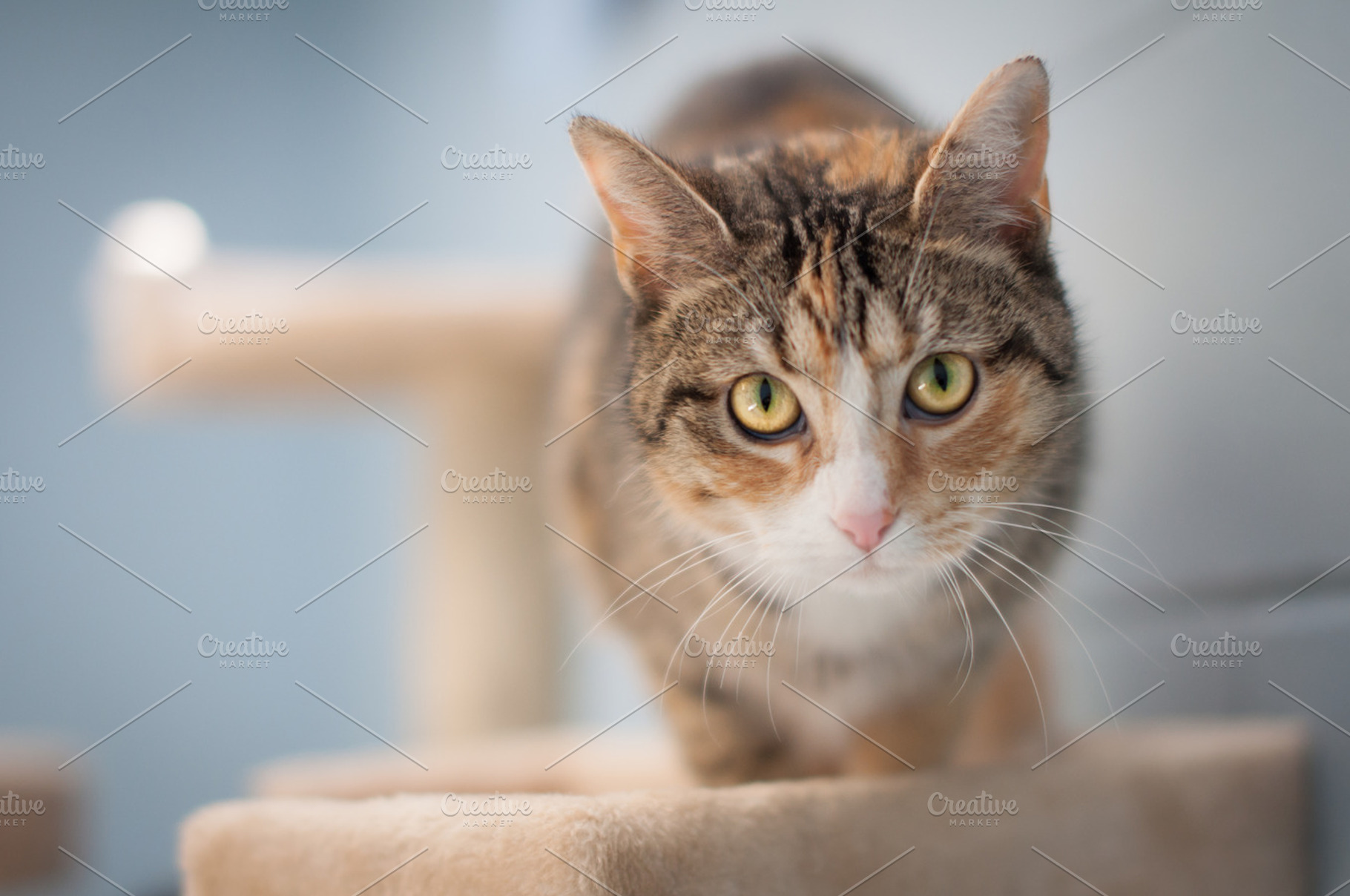 Cat featuring cat, kitten, and eyes, an Animal Photo by Androo Interactive