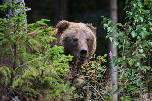 Brown bear, an Animal Photo by Byrdyak