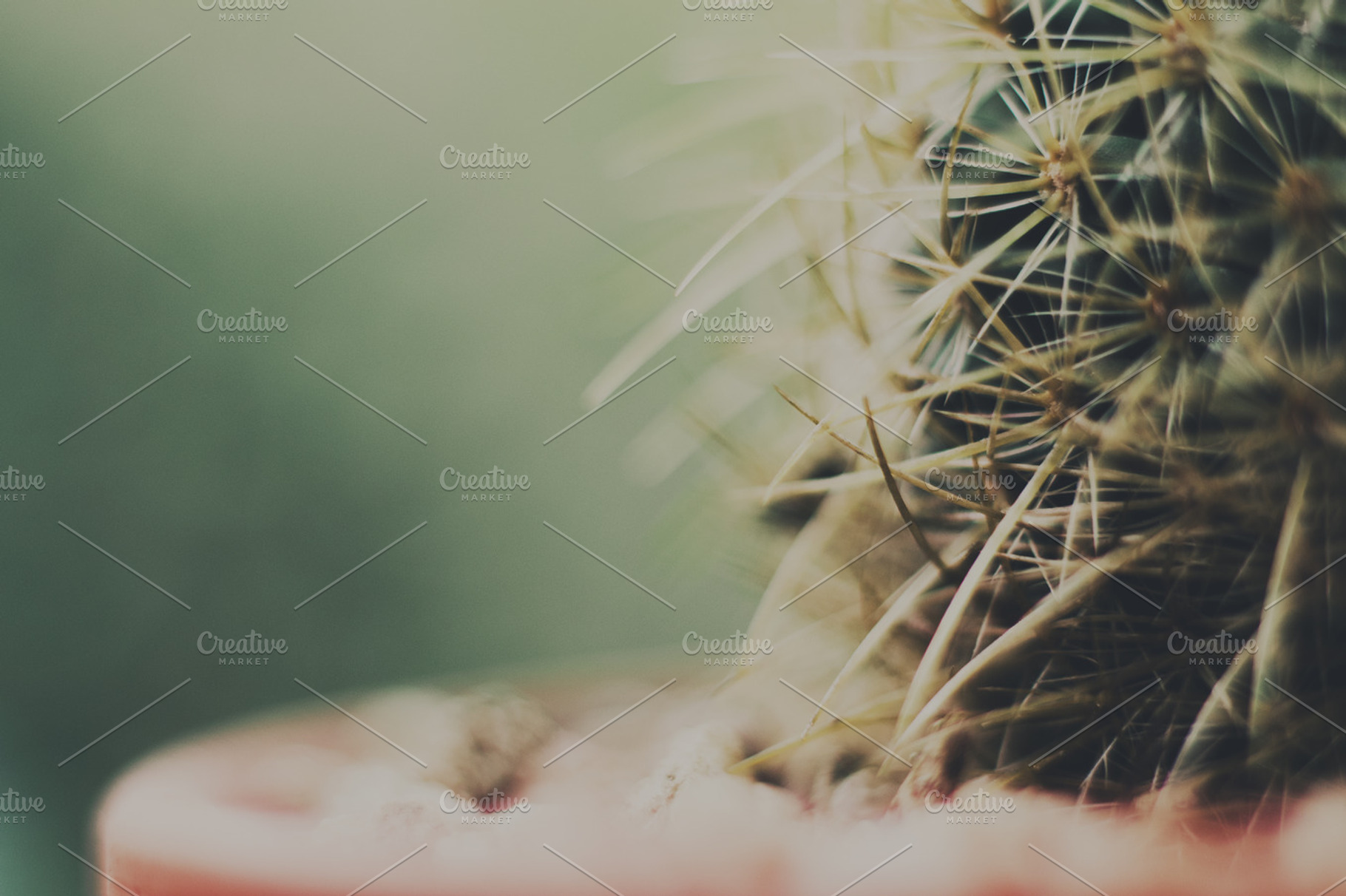 Thorny cactus plant closeup photo, a Nature Photo by René Jordaan Photography